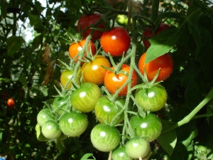 tomatoes.JPG